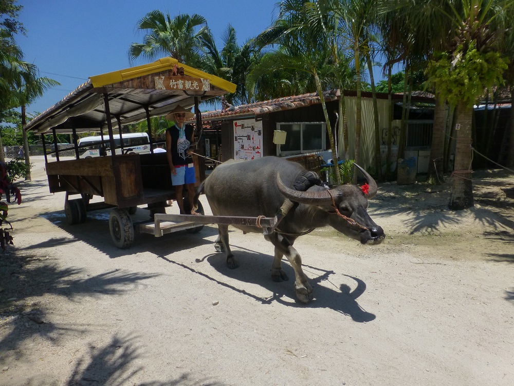 竹富観光の水牛ツアー