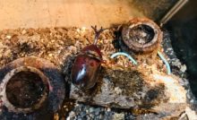 カブトムシ　飼い方